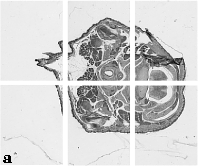 figure 1a