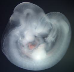 Theiler Stage 17 mouse embryo, fixed in 4% paraformaldehyde 