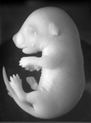 Theiler Stage 26 mouse embryo, fixed in bouins 