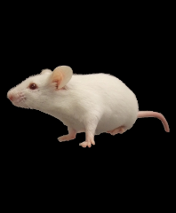 Adult Mouse C3H/12 