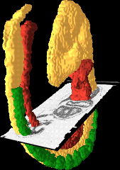 Transverse section through painted anatomy of Theiler Stage 14 mouse embryo model 