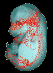 Matn1 expression pattern in Theiler Stage 23 mouse embryo 