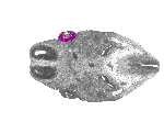 mouse atlas EMAGE spatial in situ gene expression database None