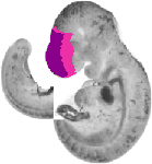 mouse atlas EMAGE spatial in situ gene expression database None