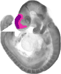 mouse atlas EMAGE spatial in situ gene expression database None