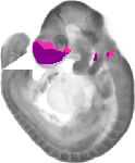 mouse atlas EMAGE spatial in situ gene expression database None