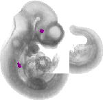 mouse atlas EMAGE spatial in situ gene expression database None