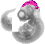 mouse atlas EMAGE spatial in situ gene expression database None