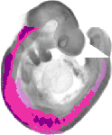 mouse atlas EMAGE spatial in situ gene expression database None
