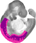 mouse atlas EMAGE spatial in situ gene expression database None