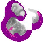 mouse atlas EMAGE spatial in situ gene expression database None