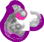 mouse atlas EMAGE spatial in situ gene expression database None