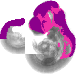 mouse atlas EMAGE spatial in situ gene expression database None