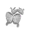 mouse atlas EMAGE spatial in situ gene expression database None