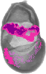 mouse atlas EMAGE spatial in situ gene expression database None