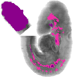 mouse atlas EMAGE spatial in situ gene expression database None