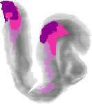 mouse atlas EMAGE spatial in situ gene expression database None
