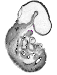 mouse atlas EMAGE spatial in situ gene expression database None