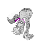 mouse atlas EMAGE spatial in situ gene expression database None
