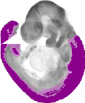 mouse atlas EMAGE spatial in situ gene expression database None