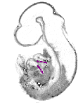 mouse atlas EMAGE spatial in situ gene expression database None