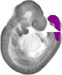 mouse atlas EMAGE spatial in situ gene expression database None