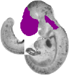 mouse atlas EMAGE spatial in situ gene expression database None
