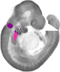 mouse atlas EMAGE spatial in situ gene expression database None