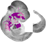 mouse atlas EMAGE spatial in situ gene expression database None