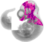 mouse atlas EMAGE spatial in situ gene expression database None