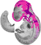 mouse atlas EMAGE spatial in situ gene expression database None