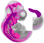 mouse atlas EMAGE spatial in situ gene expression database None