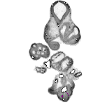 mouse atlas EMAGE spatial in situ gene expression database None
