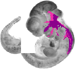 mouse atlas EMAGE spatial in situ gene expression database None
