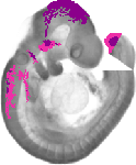 mouse atlas EMAGE spatial in situ gene expression database None