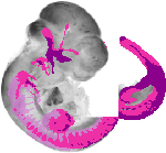 mouse atlas EMAGE spatial in situ gene expression database None