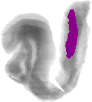 mouse atlas EMAGE spatial in situ gene expression database None