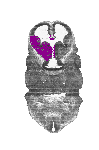 mouse atlas EMAGE spatial in situ gene expression database None