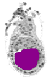 mouse atlas EMAGE spatial in situ gene expression database None