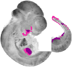 mouse atlas EMAGE spatial in situ gene expression database None