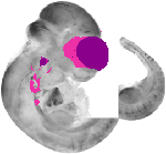 mouse atlas EMAGE spatial in situ gene expression database None