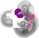 mouse atlas EMAGE spatial in situ gene expression database None