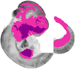 mouse atlas EMAGE spatial in situ gene expression database None