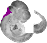 mouse atlas EMAGE spatial in situ gene expression database None