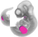 mouse atlas EMAGE spatial in situ gene expression database None