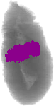 mouse atlas EMAGE spatial in situ gene expression database None