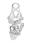mouse atlas EMAGE spatial in situ gene expression database None