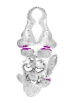 mouse atlas EMAGE spatial in situ gene expression database None