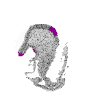 mouse atlas EMAGE spatial in situ gene expression database None