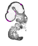 mouse atlas EMAGE spatial in situ gene expression database None